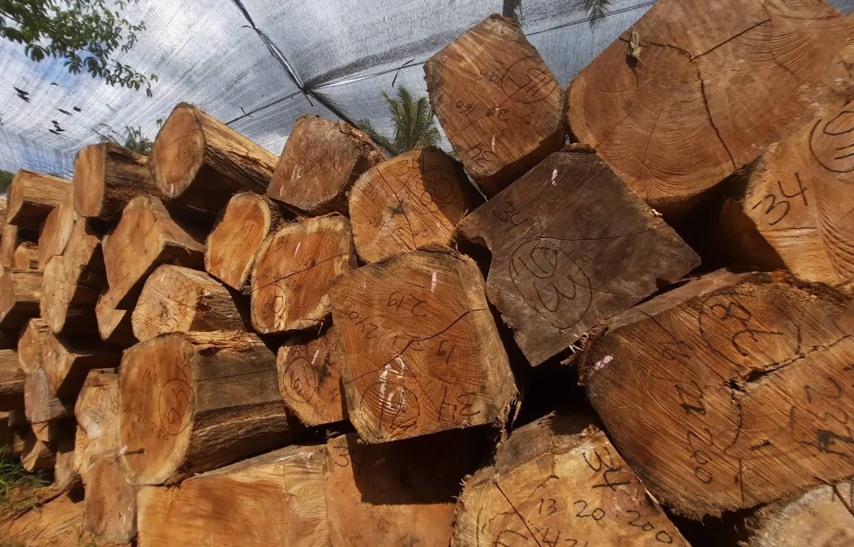 Pile de grumes de teck, sélection par diamètre