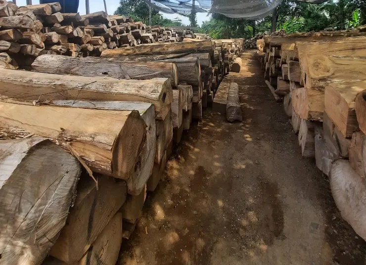 Allée du parc à bois : teck stocké par calibre